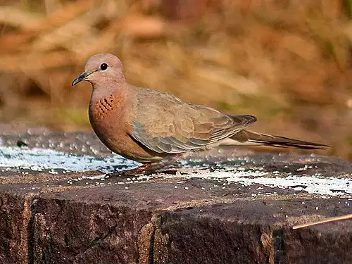 معنی کلمه کبوتر در فرهنگ فارسی