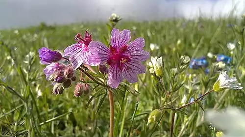 جملاتی از کاربرد کلمه گرمی