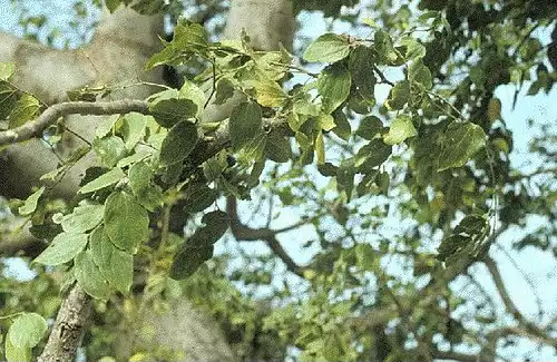 معنی کلمه داغداغان در دانشنامه عمومی