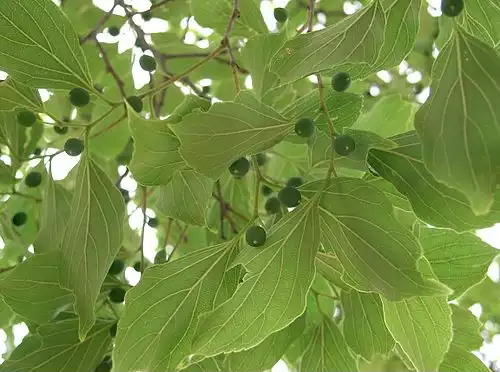 معنی کلمه داغداغان در دانشنامه آزاد فارسی