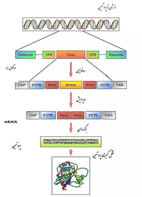 رونویسی