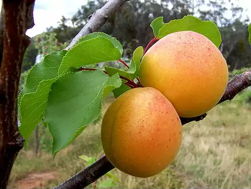 معنی کلمه زردآلو در لغت نامه دهخدا