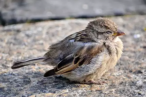 معنی کلمه گنجشک در لغت نامه دهخدا