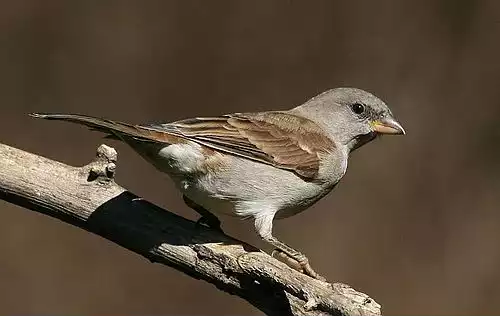 معنی کلمه گنجشک در فرهنگ عمید