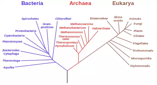 معنی کلمه حوزه در لغت نامه دهخدا