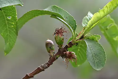 معنی کلمه ریزش در لغت نامه دهخدا