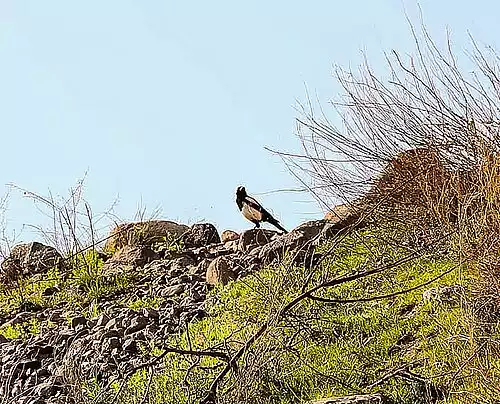 معنی کلمه زاویه در دانشنامه آزاد فارسی