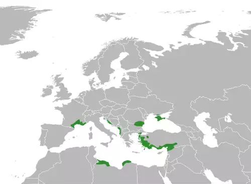 معنی کلمه سداب در فرهنگستان زبان و ادب