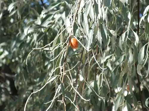 معنی کلمه سنجد در لغت نامه دهخدا