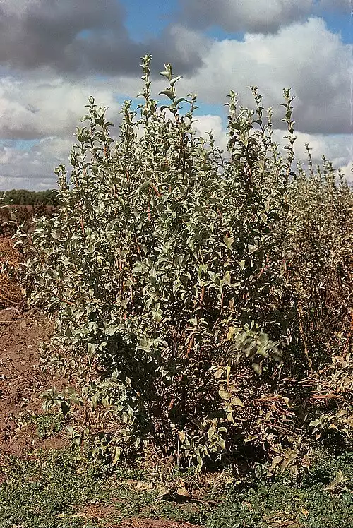 معنی کلمه سنجد در فرهنگستان زبان و ادب