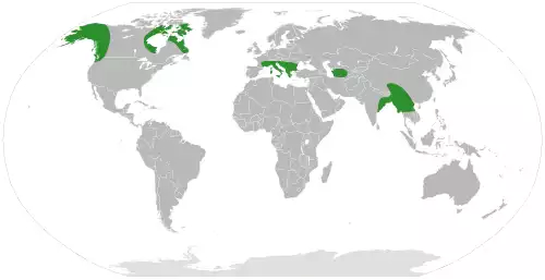 معنی کلمه سنجد در دانشنامه عمومی