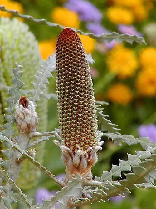 معنی کلمه جوانه در فرهنگ معین