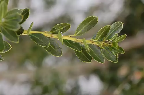 معنی کلمه خاس در فرهنگ فارسی