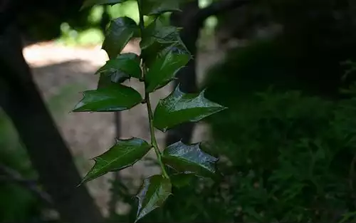 معنی کلمه خاس در دانشنامه عمومی