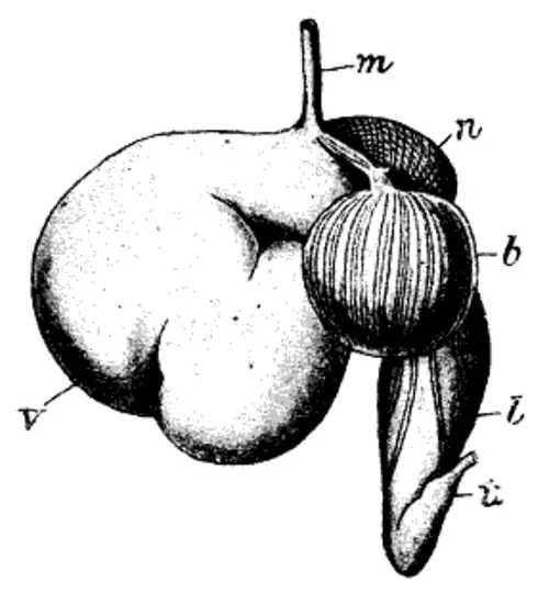 معنی کلمه سیرابی در لغت نامه دهخدا