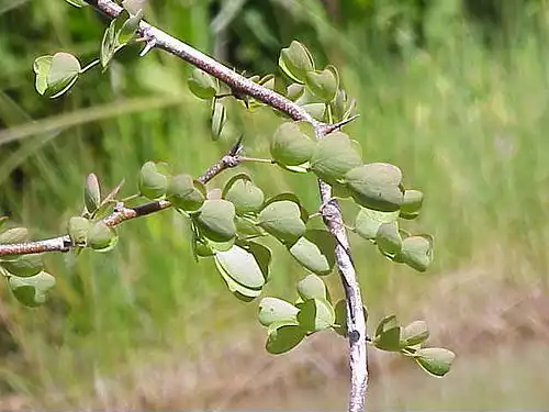 معنی کلمه بقم در لغت نامه دهخدا