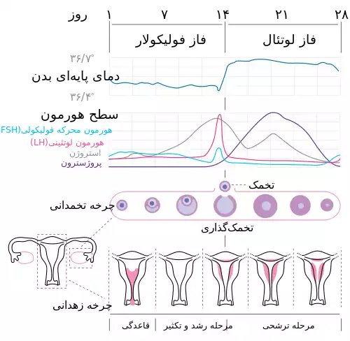 قاعدگی