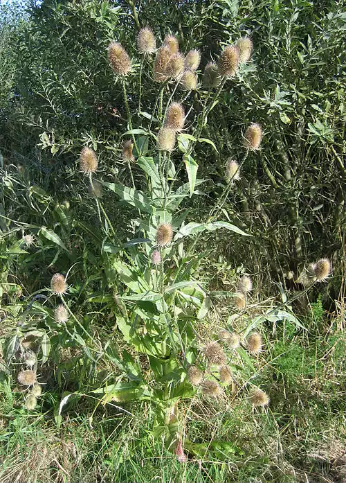 خواجه باشی