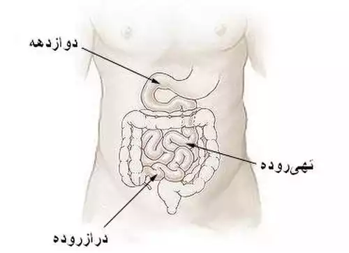 درازروده