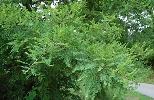 معنی کلمه دارتالاب در فرهنگستان زبان و ادب