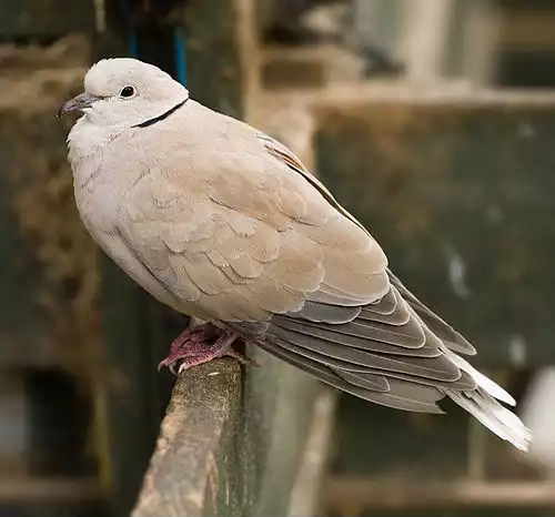 معنی کلمه رمیده در دانشنامه عمومی