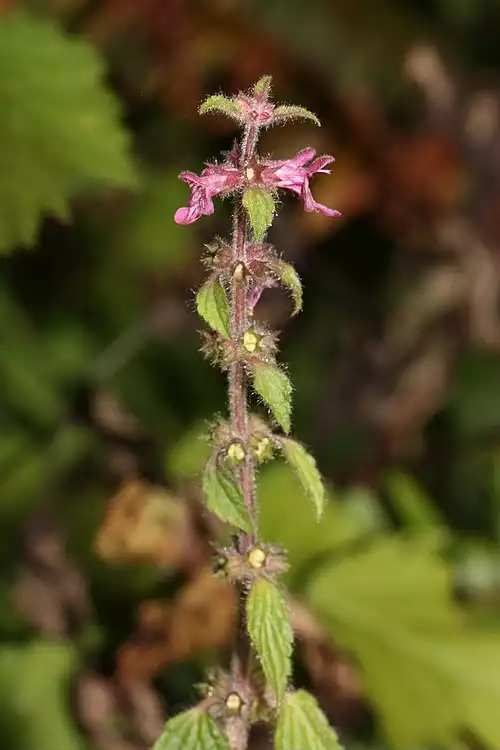 معنی کلمه سنبله ای در فرهنگستان زبان و ادب