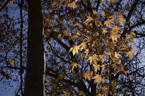 جملاتی از کاربرد کلمه قاهان