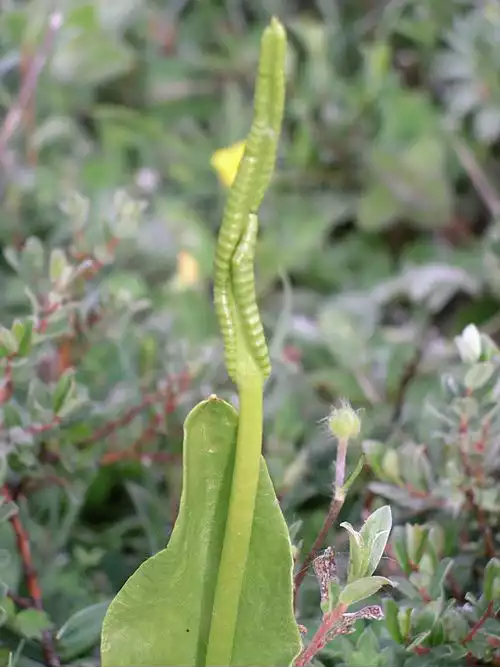 مارزبان