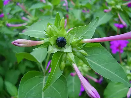 معنی کلمه لاله عباسی در لغت نامه دهخدا