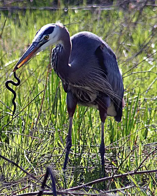 مارخوار