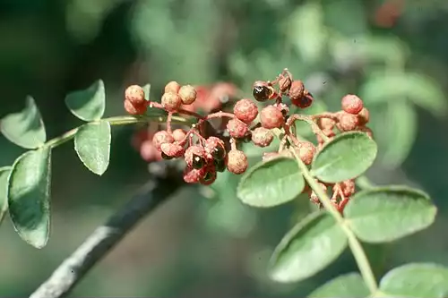 معنی کلمه فاخره در لغت نامه دهخدا