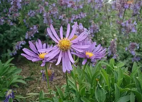 ستاره ای