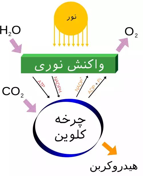 معنی کلمه فتوسنتز در دانشنامه عمومی