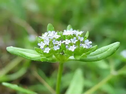 معنی کلمه شیرینک در لغت نامه دهخدا