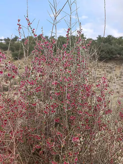 معنی کلمه کاروان کش در فرهنگ معین