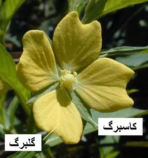 کاسبرگ