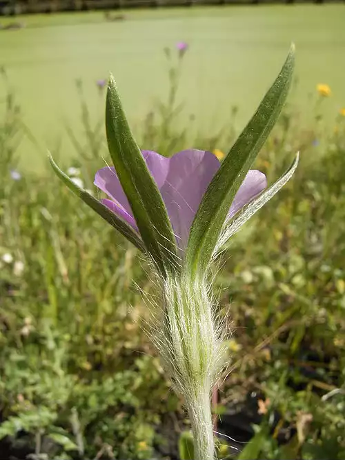 معنی کلمه کاسبرگ در لغت نامه دهخدا