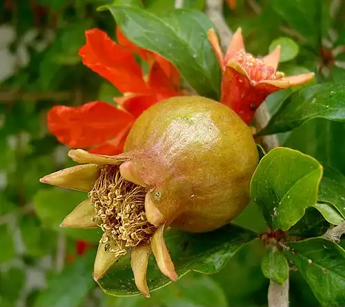 معنی کلمه گل بنه در فرهنگستان زبان و ادب