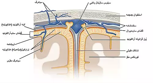 معنی کلمه نرم شامه در لغت نامه دهخدا