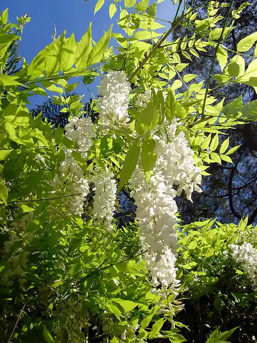 معنی کلمه گلیسین در دانشنامه عمومی