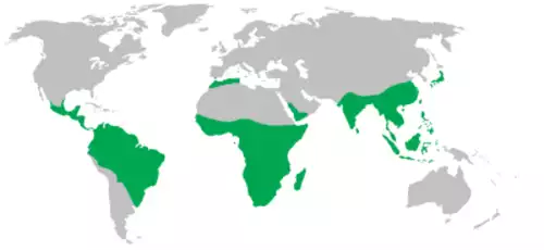 معنی کلمه نخستی سانان در فرهنگستان زبان و ادب