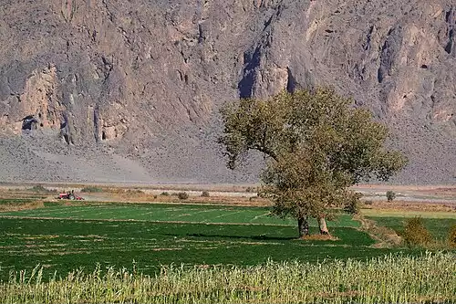 جملاتی از کاربرد کلمه نی ریز