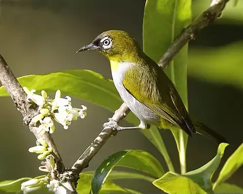 معنی کلمه چشم سفید در فرهنگ عمید