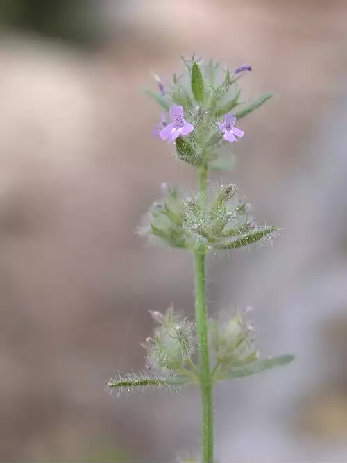 معنی کلمه گلک در لغت نامه دهخدا