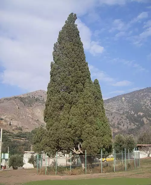 معنی کلمه هرزویل در دانشنامه عمومی