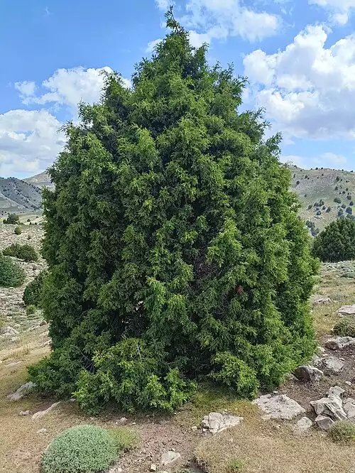 معنی کلمه آرس در دانشنامه عمومی