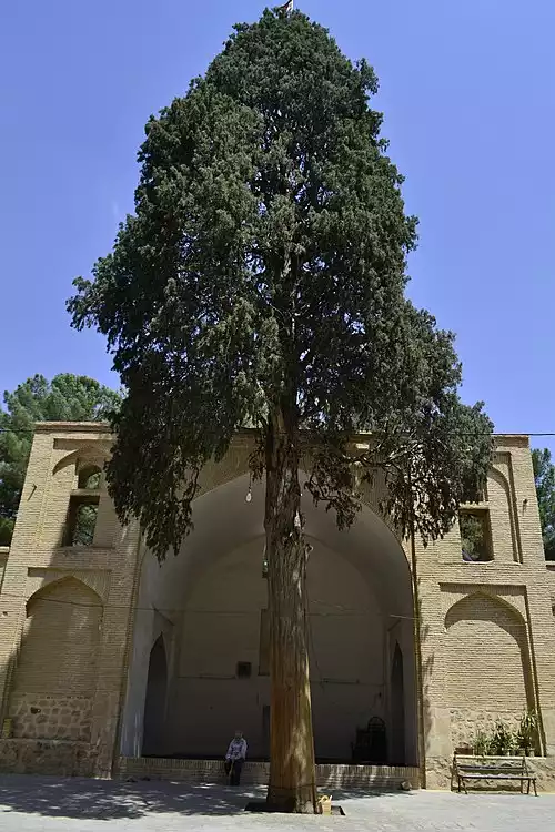 معنی کلمه ارس در فرهنگ فارسی