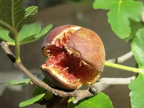 معنی کلمه انجیر در لغت نامه دهخدا