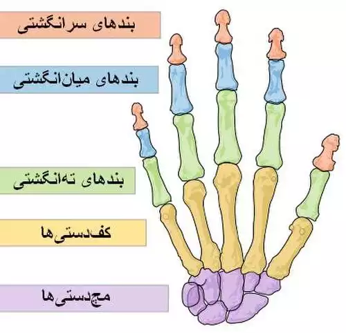 معنی کلمه انگشت در فرهنگ فارسی