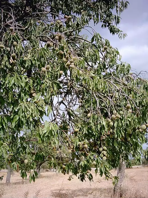 معنی کلمه بادام در فرهنگ اسم ها